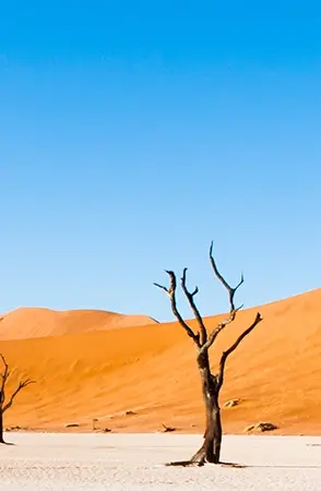 A barren tree in a dry desert, depicting the isolation individuals with addiction may feel, urging the need to take action and seek help