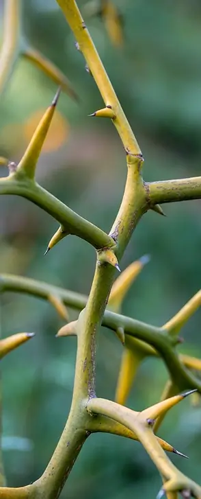 A close-up of a thorn on a branch, illustrating the experience of chronic pain and highlighting the remarkable results demonstrated by ketamine therapy