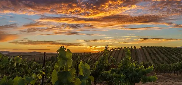 A photo capturing vineyards at sunset symbolizes the California North Bay region, where BTC operates two mental health clinics